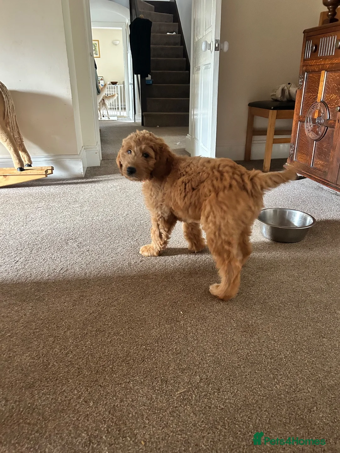 Goldendoodle dogs for sale: Outstanding F1 Standard GoldenDoodles - Advert 2