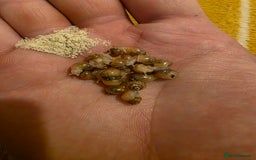 Snails invertebrates for sale: Ggghhg - Image 9