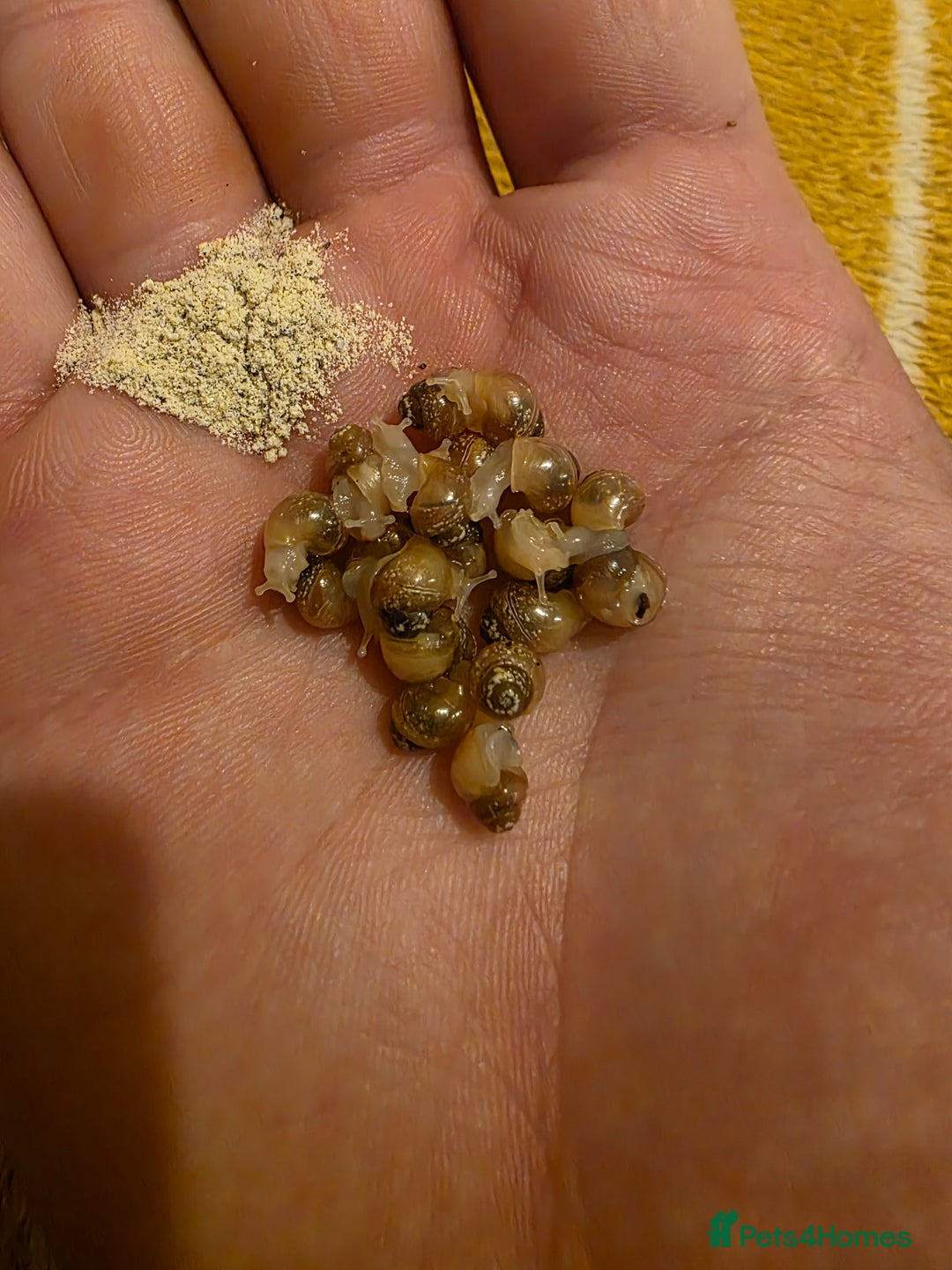 Snails invertebrates for sale: Ggghhg - Image 9