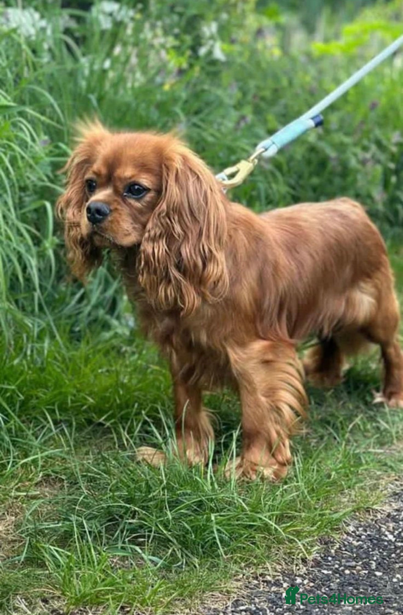 Cavapoo dogs Red Cavapoo Puppies - 5 weeks old.  - Advert 10