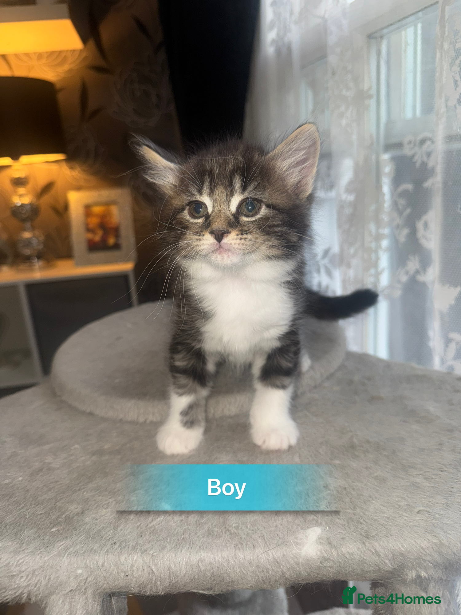 Mixed Breed cats for sale: 6 beautiful chunky kittens  - Advert 2