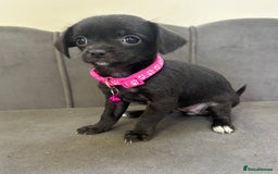 Chipoo dogs for sale: Stunning Chipoo Pups DNA Health Tested - Image 7