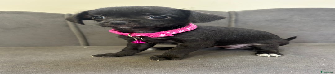 Chipoo Pink collar