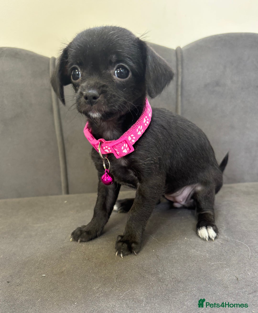 Chipoo dogs for sale: Stunning Chipoo Pups DNA Health Tested - Image 7