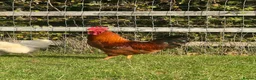 Chickens poultry for sale: (Piri Piri) Rhode Island Red Cockerel  - Advert 4