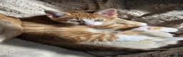 British Shorthair cats for sale: Ginger tabby kitten - Advert 6