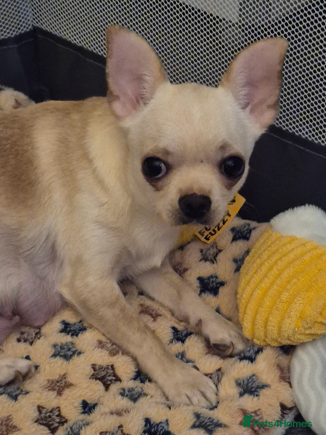 Chihuahua dogs for sale: Chihuahua  - Advert 1