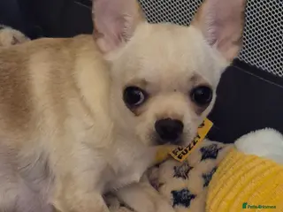 Chihuahua dogs Chihuahua - Advert 1