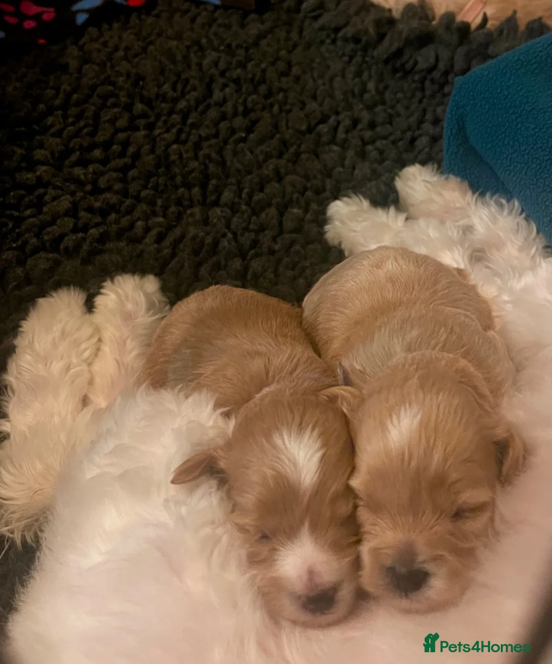 Maltipoo dogs for sale: Exquisite Maltipoo puppies kc health tested parent - Advert 2