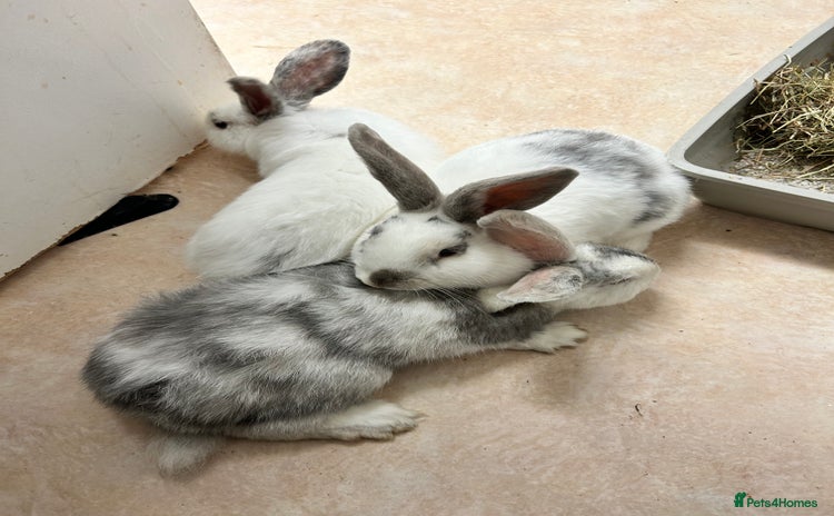 Mixed Breed rabbits - Advert 1