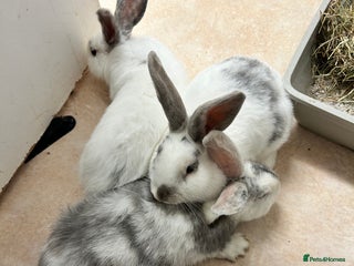 Mixed Breed rabbits - Advert 9