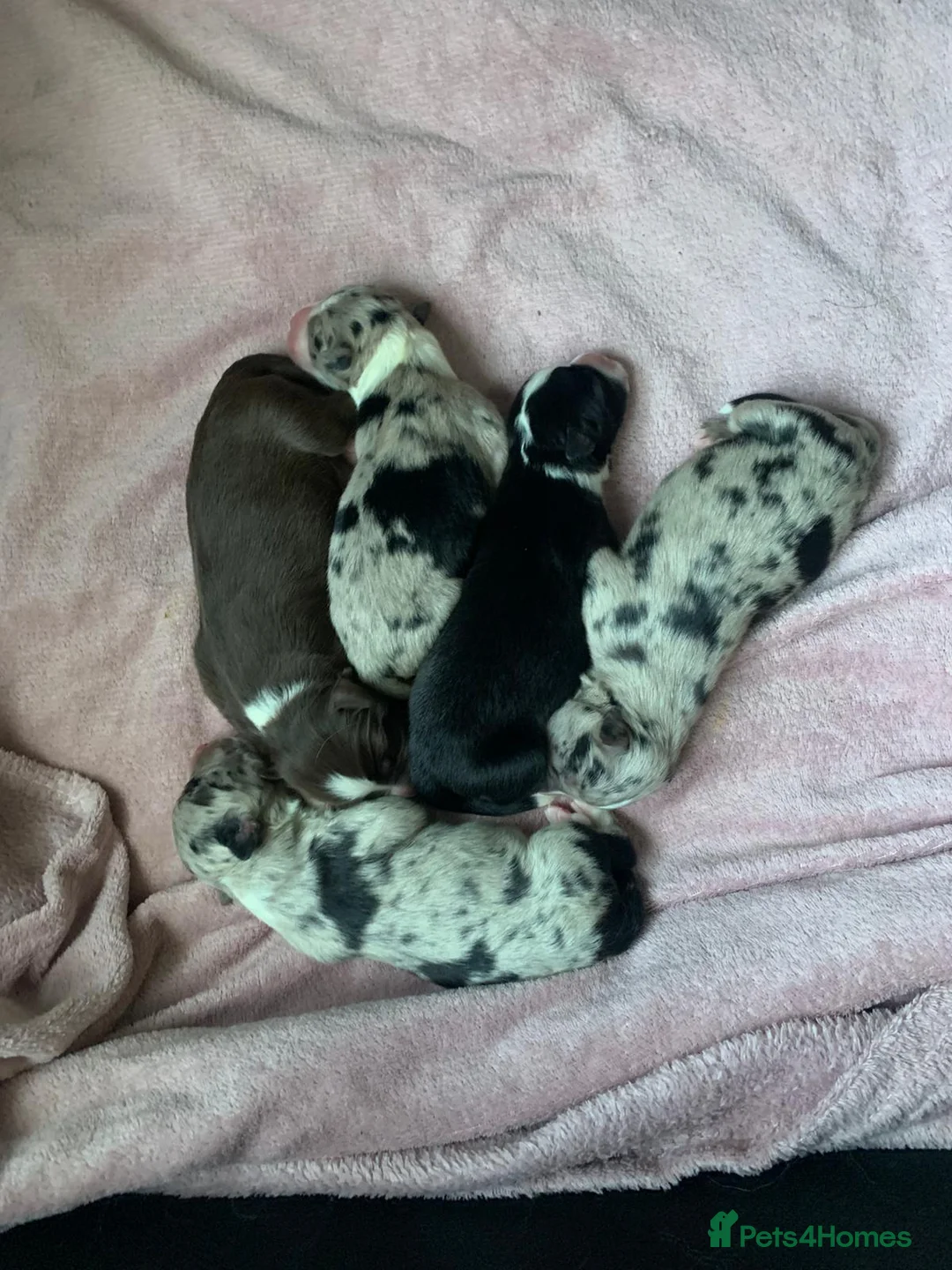 Border Collie dogs for stud: DNA cleared border collie for stud - Advert 10