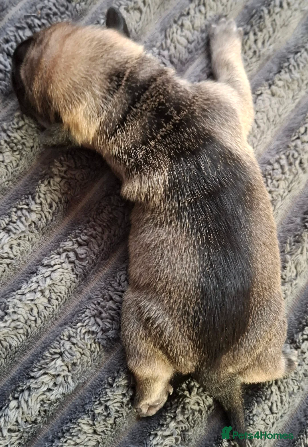 Mixed Breed dogs for sale: Rus-A-Pei ( Rare ) - Advert 10