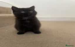 British Shorthair cats for sale: British shorthair chocolate brown mocha kitten - Advert 1