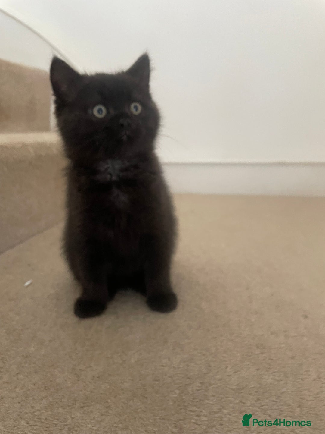 British Shorthair cats for sale: British shorthair chocolate brown mocha kitten - Advert 1