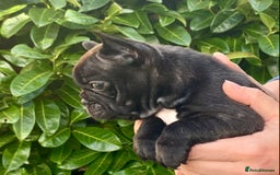 French Bulldog dogs for sale: KC reg pure French Bulldog puppies - Image 9