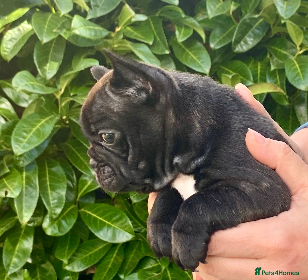 French Bulldog dogs for sale: KC reg pure French Bulldog puppies - Image 9