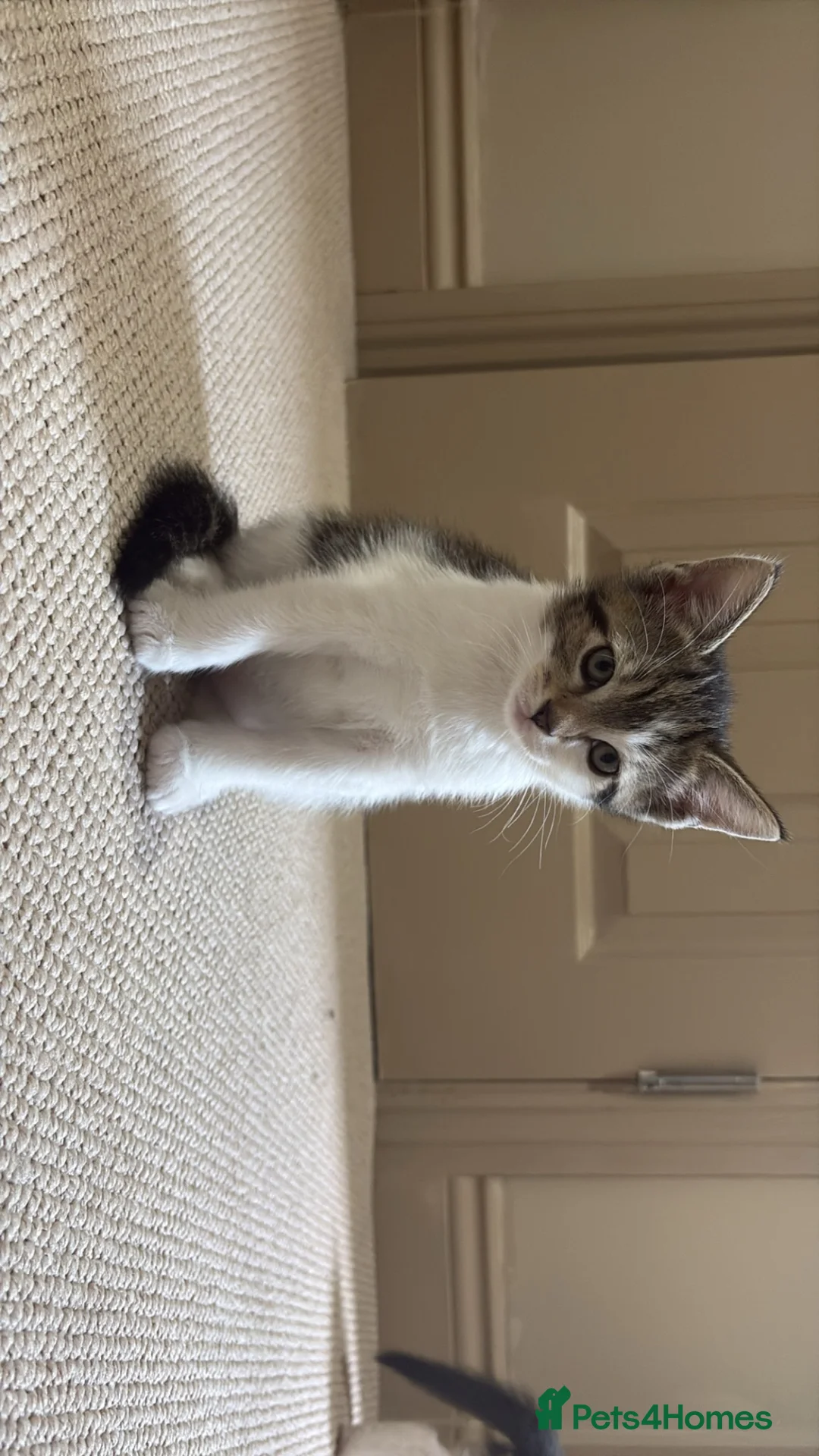 Mixed Breed cats for sale: Adorable Mixed Ragdoll Kittens 🐾💙 in Ossett - Advert 2