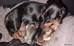 Miniature Dachshund dogs for sale: Miniature dachshund X2 for sale - Image 3