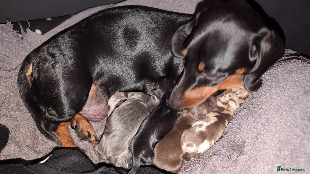 Miniature Dachshund dogs for sale: Miniature dachshund X2 for sale - Image 3
