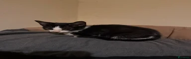 Female black and white kitten 