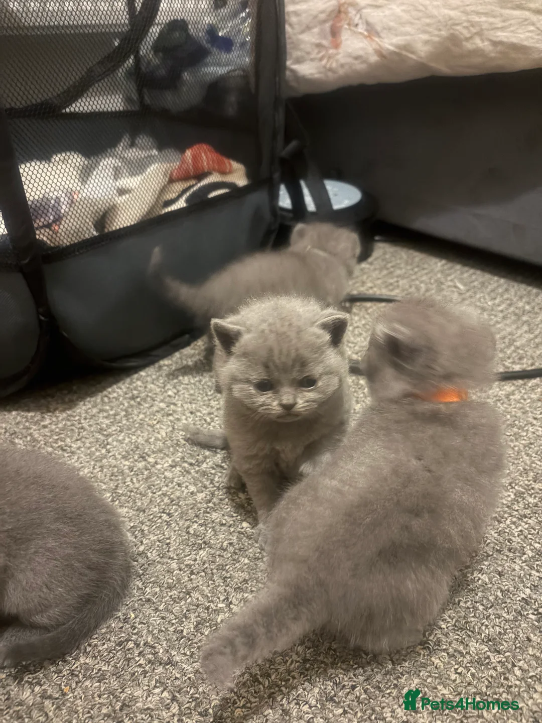British Shorthair cats for sale: 5 Blue British shorthair kittens  - Advert 2