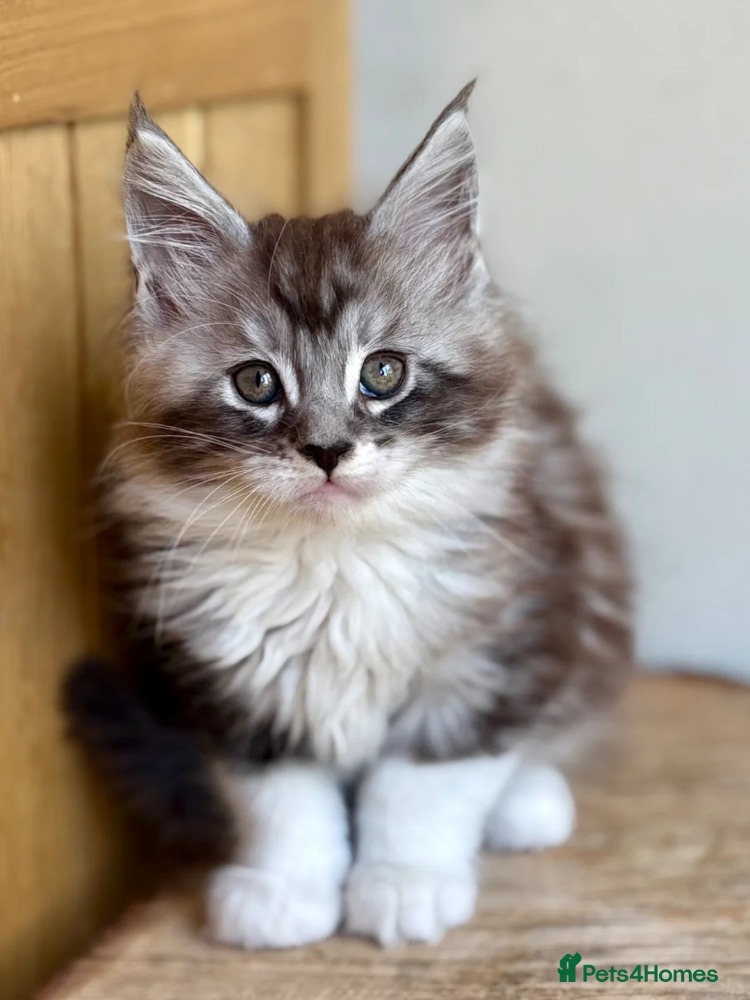 Maine Coon cats for sale: Beautiful Maine Coon kittens - Advert 2