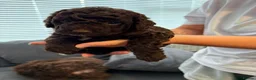 Cockapoo dogs for sale: 🤎 Chocolate Cockapoo’s 🤎 Health Tested 🤎 - Advert 25