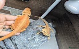 Bearded Dragon reptiles for sale: Witblits Bearded Dragon Babies ready now  - Image 10