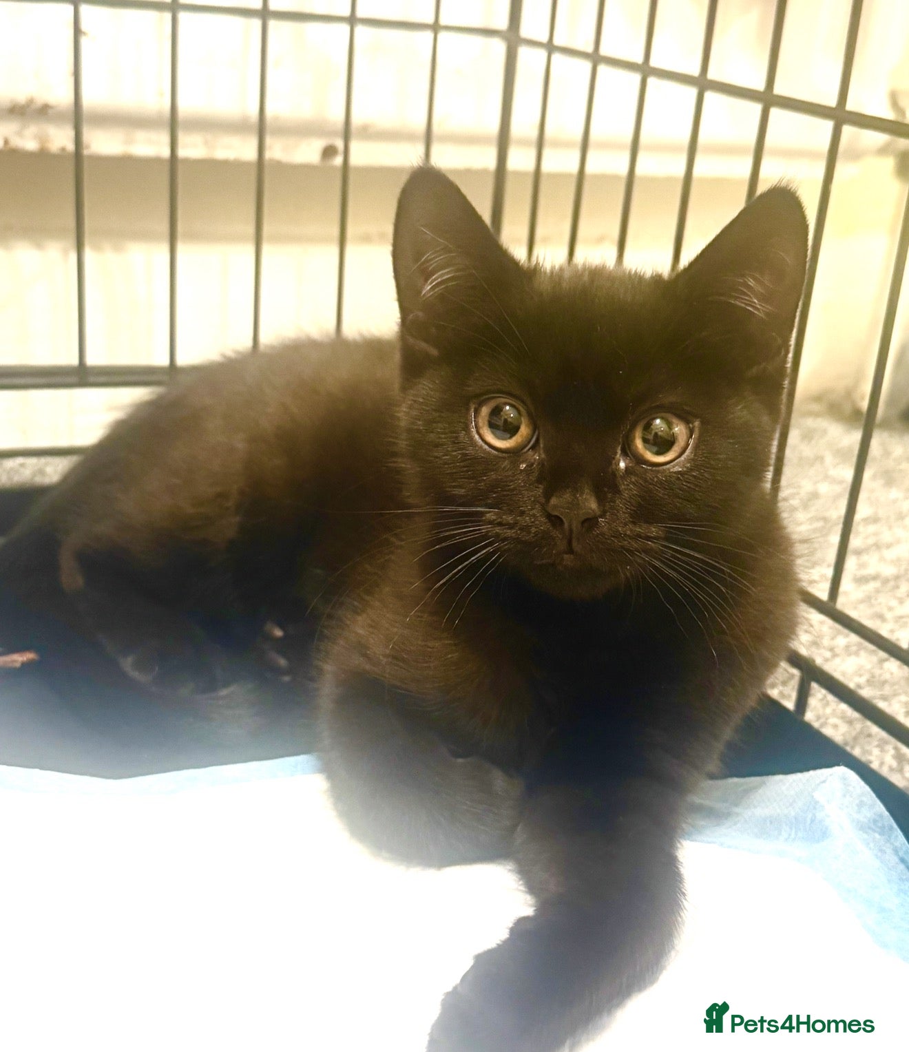 British Shorthair cats for sale: Baby kittens Scottish fold and British short hair - Advert 14