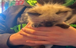 Ragdoll cats for sale: Ragdoll x kittens  - Advert 5