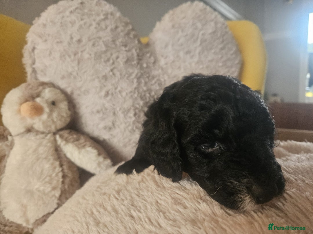 Schnoodle dogs for sale: Schnoodle Puppies - Advert 20