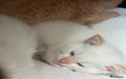 Ragdoll cats for sale: Ragdoll mix kittens (Only 1 Boy Left) - Image 12