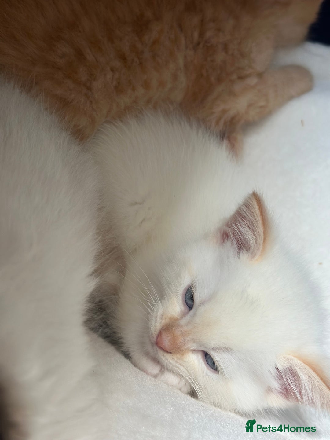 Ragdoll cats for sale: Ragdoll mix kittens (Only 1 Boy Left) - Image 12