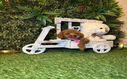 Toy Poodle dogs for sale: Adorable Toy Poodle Puppies  - Image 26