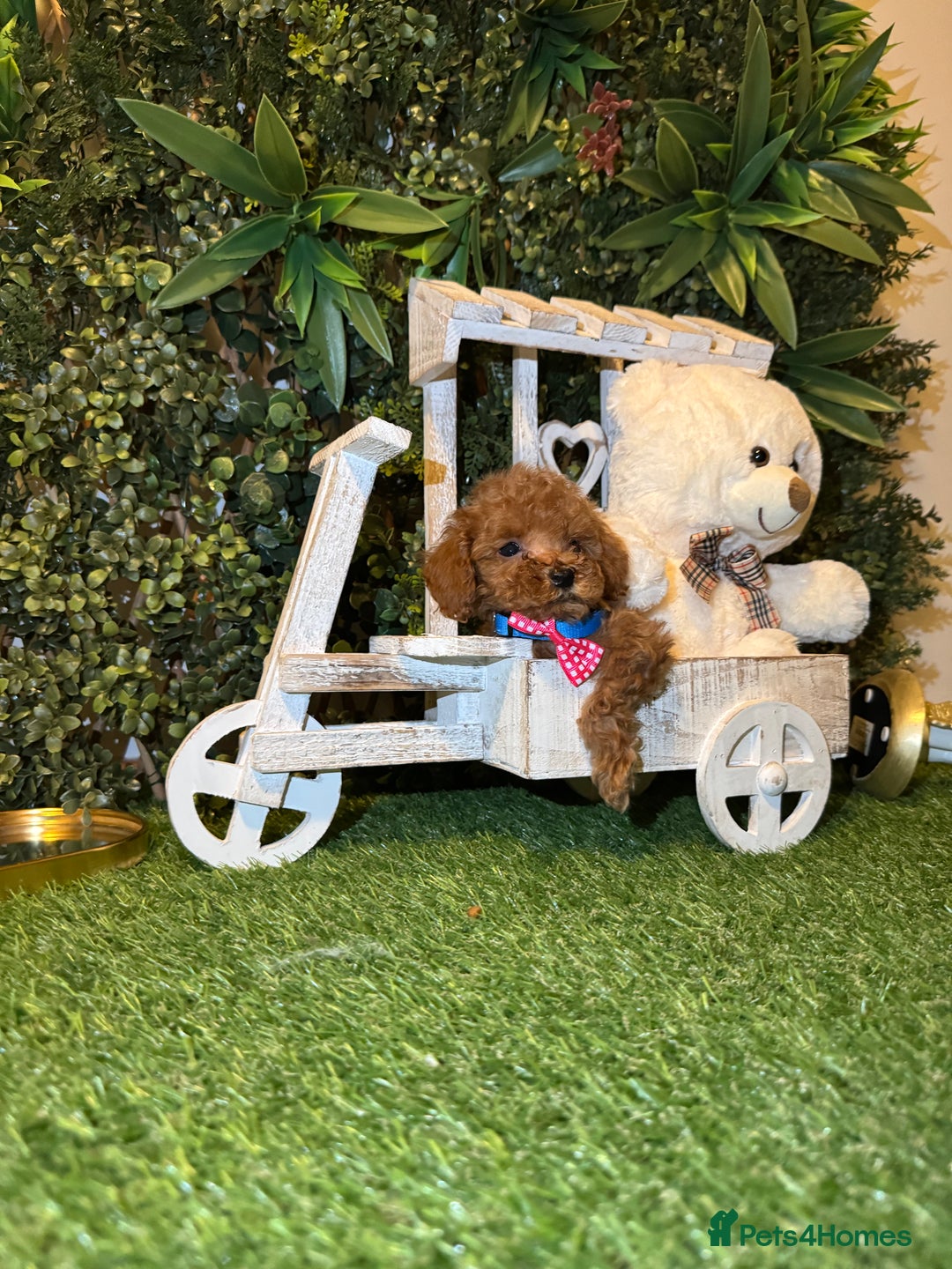 Toy Poodle dogs for sale: Adorable Toy Poodle Puppies  - Image 26