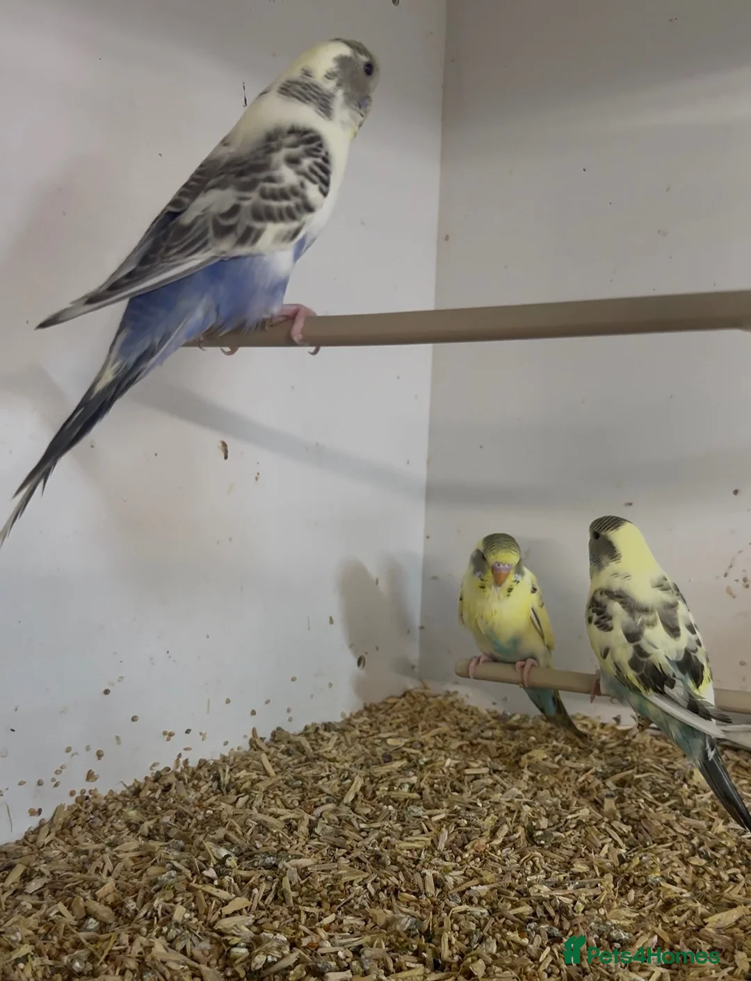 Budgerigars birds for sale: Budgies recessive and Blackwing split blackface  in Middlesbrough - Advert 2