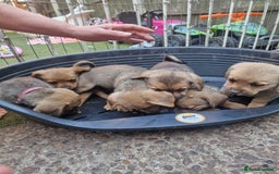 Mixed Breed dogs for sale: mixed breed 4 boys and 2 girls - Image 26