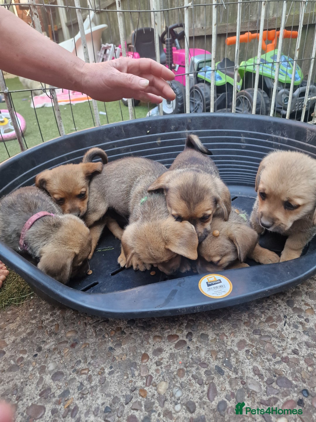 Mixed Breed dogs for sale: mixed breed 4 boys and 2 girls - Image 26