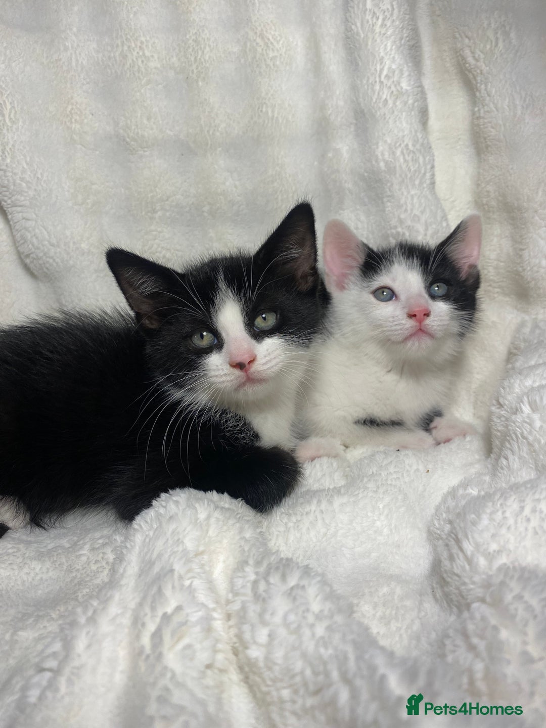 Mixed Breed cats for sale: 2 Adorable Kittens Awaiting Their Forever Home🏡 - Advert 1