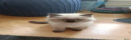 Ragdoll cats for sale: 🌸🌸 BEAUTIFUL RAGDOLL 🌸🌸ALL AVAILABLE 🌸🌸 - Advert 9