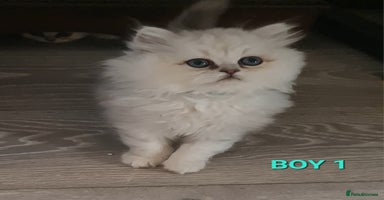 Persian cats - Advert 5