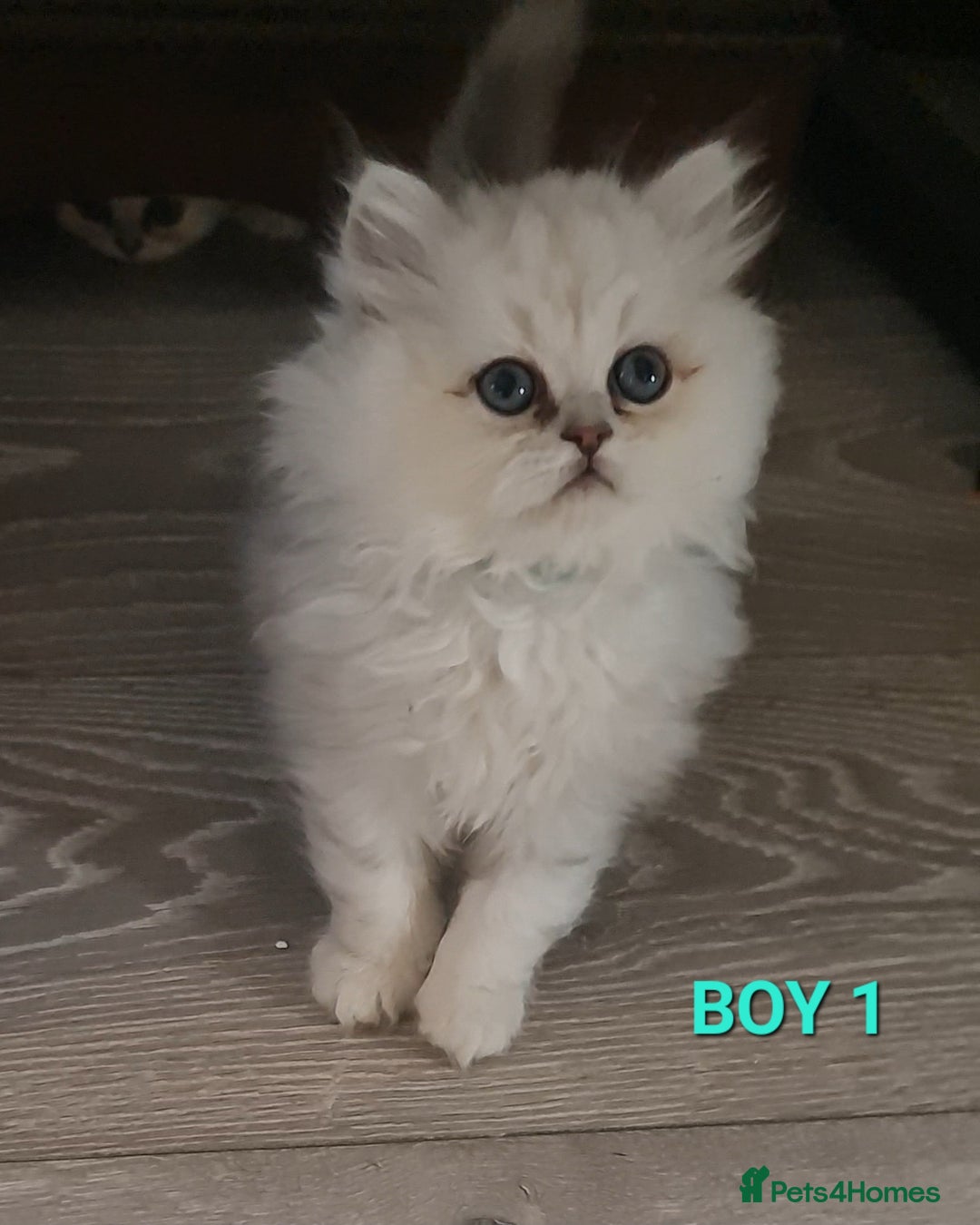 Persian cats for sale: READY NOW! Persian chinchilla kittens - Image 2