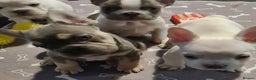 French Bulldog dogs for sale: 5 French bulldog puppies. Pied fluffy - Advert 3