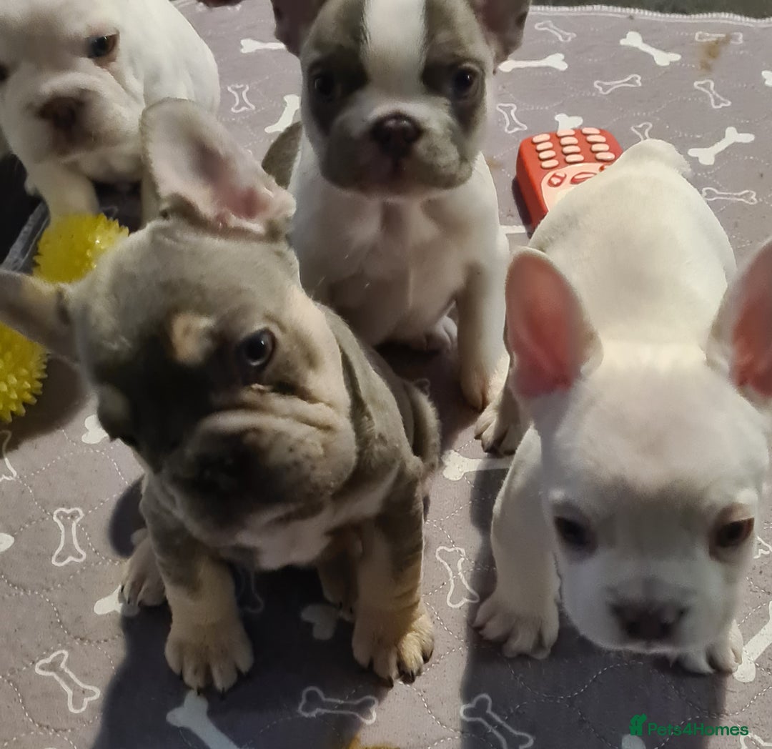French Bulldog dogs for sale: 5 French bulldog puppies. Pied fluffy - Advert 3