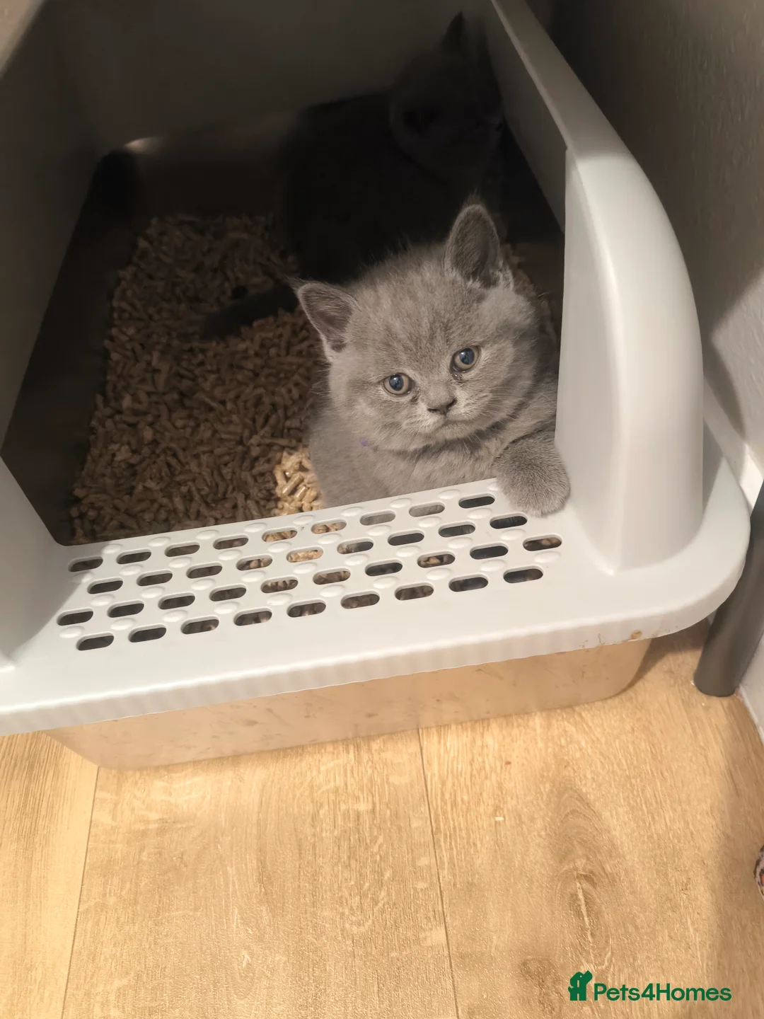 British Shorthair cats for stud:  GCCF registered STUD CHOCOLATE B blood group  in Beaconsfield - Advert 23