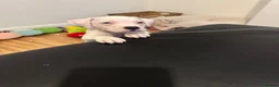 American Bulldog dogs for sale: Female American bulldog  - Advert 8