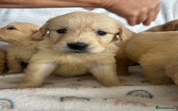 Golden Retriever dogs for sale: Beautiful golden retriever litter 🐶⭐️ - Image 7