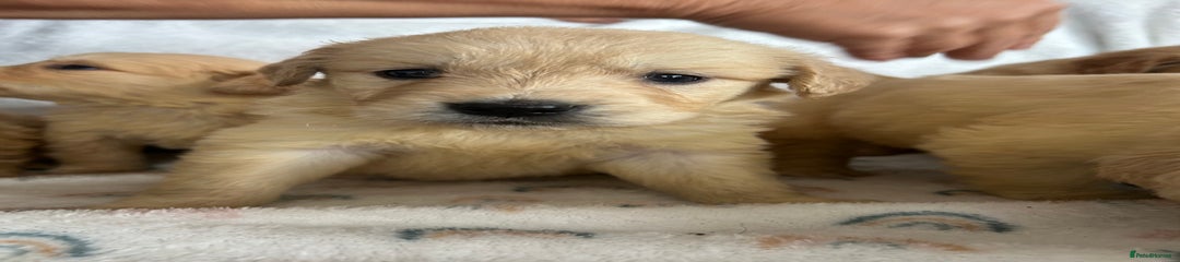 Golden Retriever Puppy 4