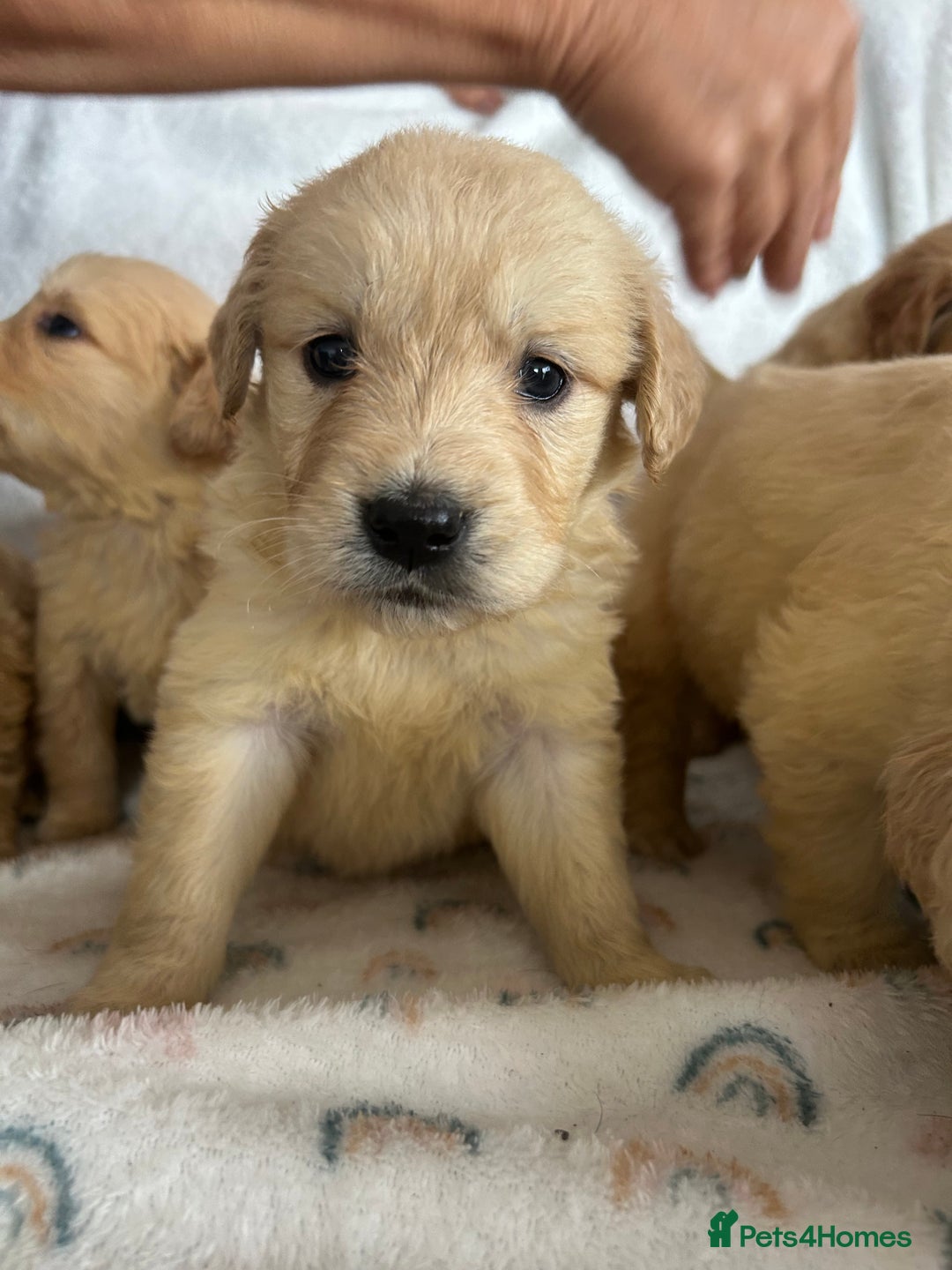 Golden Retriever dogs for sale: Beautiful golden retriever litter 🐶⭐️ - Image 7